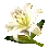 Lys