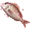 [Event] Red Seabream