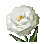 Eustoma