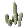 [Manoir] Cactus