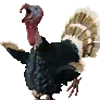 [Event] Stuffed Lethal Turkey