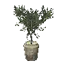 Olive Tree Pot