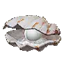 Panope