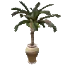 [Event] Mini Coconut Tree