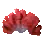Corail rouge