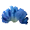 Corail bleu