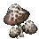 Champignon nain