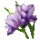 Fleur violette
