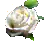 Delotia