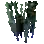 Algue