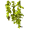 Kelp