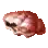 Red Shellfish