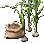 Caïeu d'ail