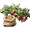 Erdbeersamen