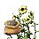 Graine de tournesol