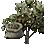 Semilla de oliva