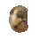 Greasy Seed