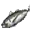 Saurel