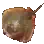 Ray
