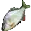 Bitterling