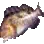 Molva
