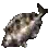 Siganid