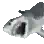 Requin blanc