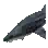Whale Shark