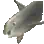Beluga Whale