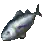 Albacore