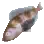 Atka Mackerel