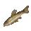 Common Minnow