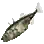 Stickleback