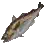 Burbot