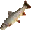 Charr