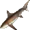 Thresher Shark