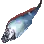 Ribbonfish
