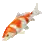 Koi