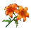 Tigerflower