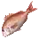 Red Seabream
