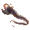 Pelican Eel
