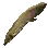 Lungfish