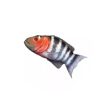 Redbreasted Wrasse