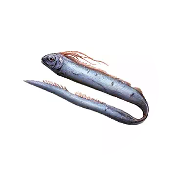 Ribbonfish