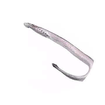 Lamprey