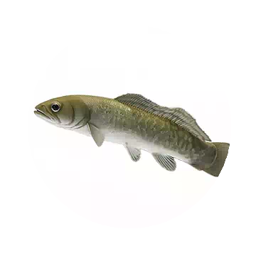 Bowfin