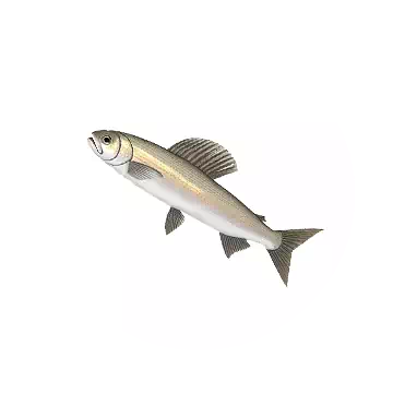 Yalu Grayling