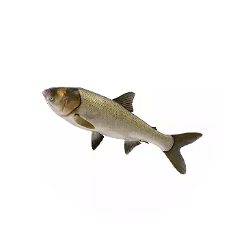 Silver Carp