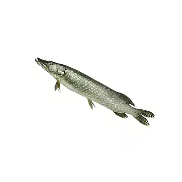Pike