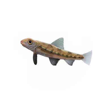 Rapid Goby